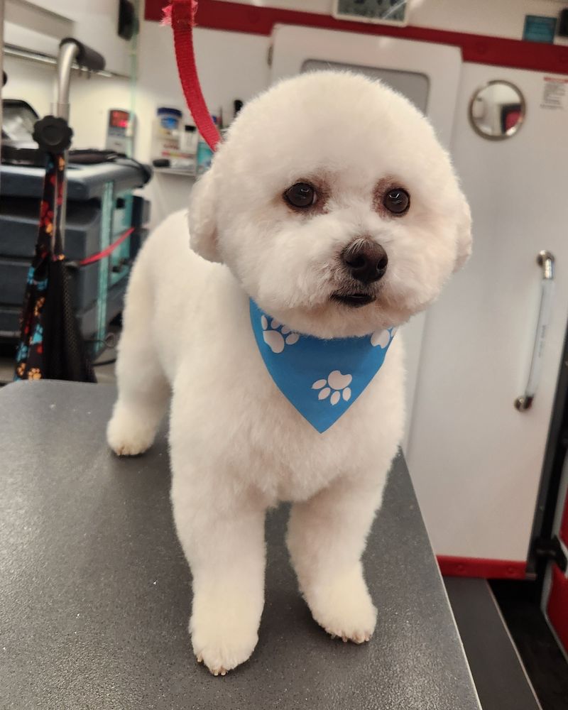 The same dog after its groom, coat shaped and clean, wearing a blue bandana.
