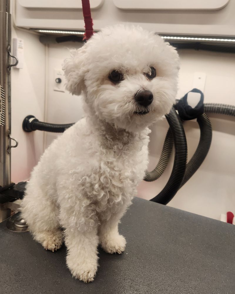 A small white dog sitting on the grooming table before its groom, coat grown out and uneven.