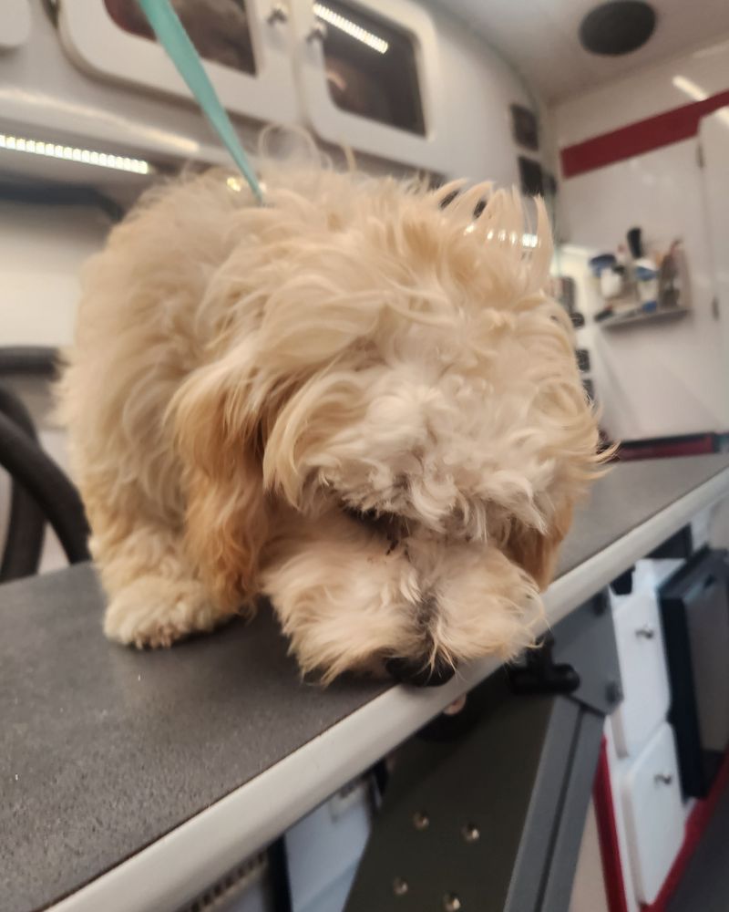 A small dog on the grooming table before its groom, coat matted and hanging over its eyes, head down.