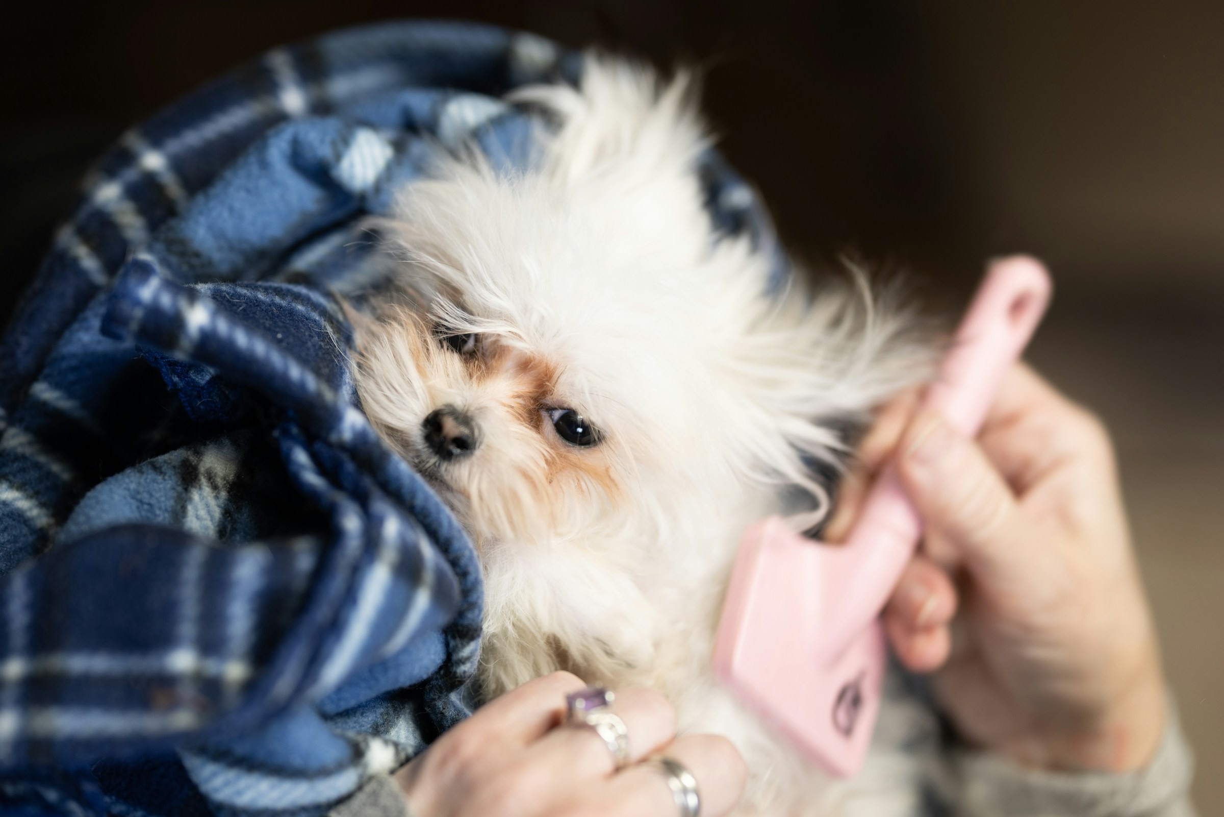 A small white dog wrapped in a blanket being gently brushed by a groomer